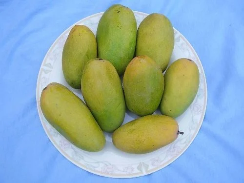 Healthy natural fresh langra mango 628