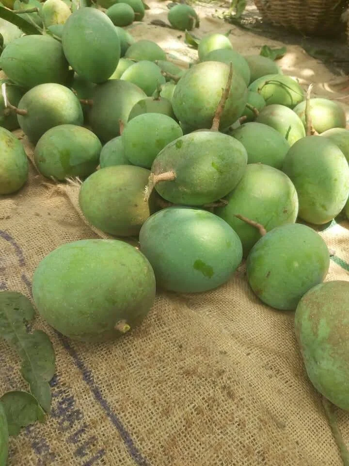 Himsagor
