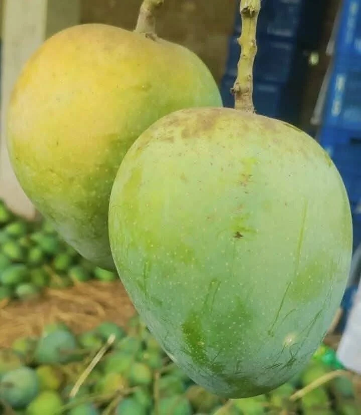 Humsagor
